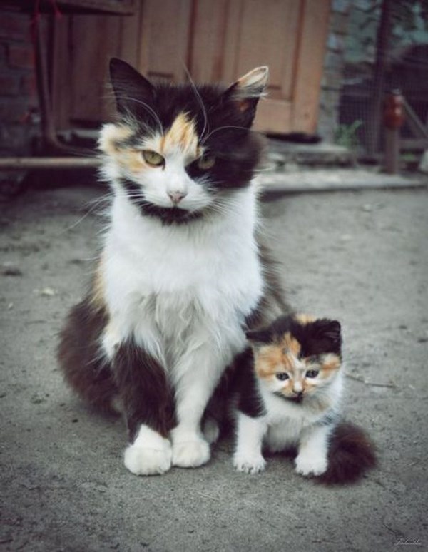 animal-parents-and-kids-that-look-totally-alike017