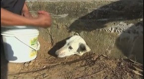 Trapped dog gets rescued from a tiny hole