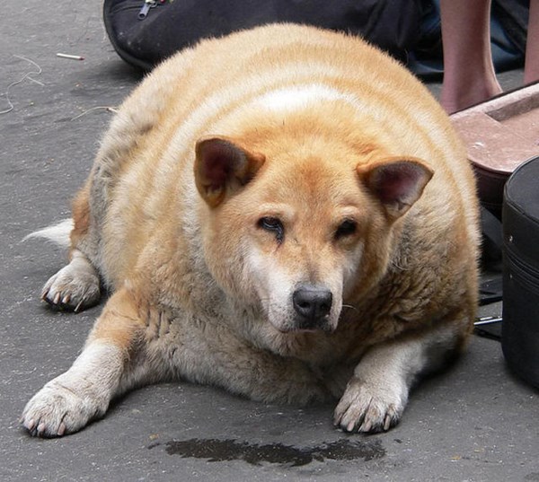 animals-that-obviously-need-to-lose-weight002