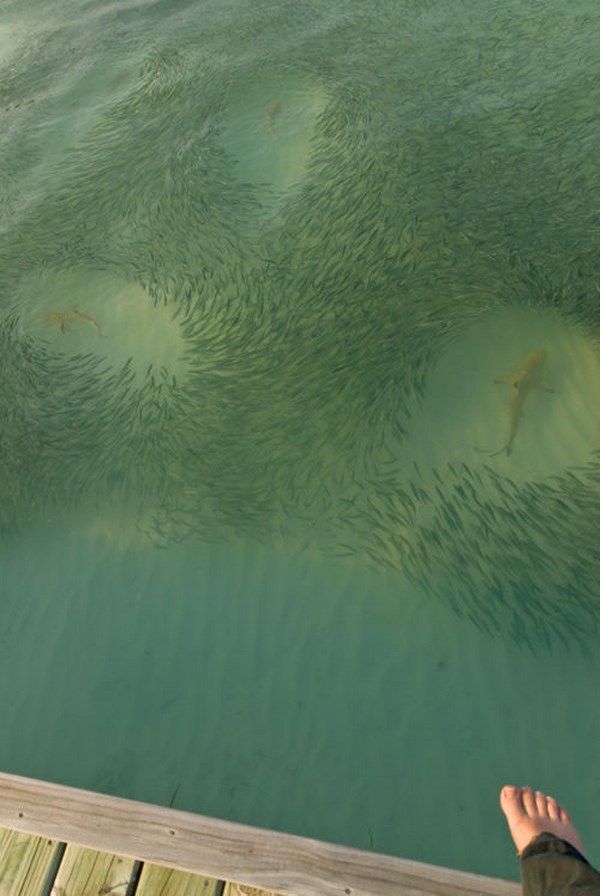 Sharks of Meeru Island Resort, the Maldieves