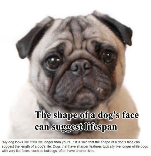 surprising-facts-about-dogs01