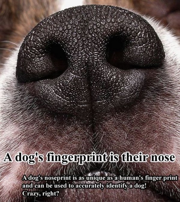 surprising-facts-about-dogs10
