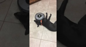 This Lazy Dog Doesn’t Care About The Roomba