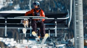 An Amazing Human and Canine Team Who Work Together to Save Lives in the Colorado Snow