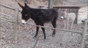 Clever Donkey Finds Smarter Way To Get To Other Side Of Fence