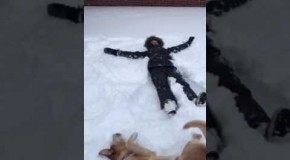 Dog Is Doing A Snow Angel Aside His Human