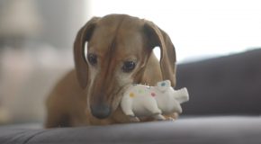 Dog Gets Reunited With His Favorite Toy After Five Years