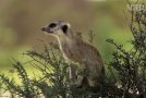 Fearless Meerkat Takes on ‘Spy Cobra’