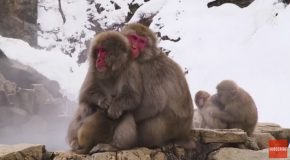 Japan’s All-Natural Monkey Spa