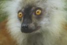 Lemurs Get High – Spy In The Wild : Episode 4