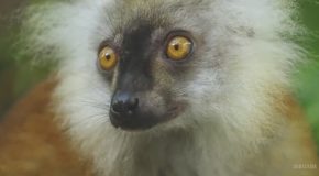 Lemurs Get High – Spy In The Wild : Episode 4