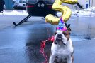 Bentley The Bulldog Celebrates His Fifth Birthday