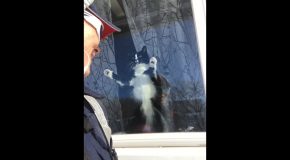 Canada Post Mail Carrier VS Attack Cat