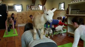 ‘Goat Yoga’ A Hit On New Hampshire Farm