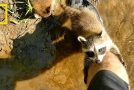 Adorable Raccoon Babies Make Human Friend