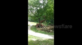 Man On Tractor VS Tree