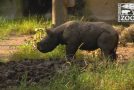 A Baby Black Rhino Goes for His Very First Roll in the Mud