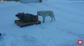 An Arctic Wolf Is Acting Friendly In Canada