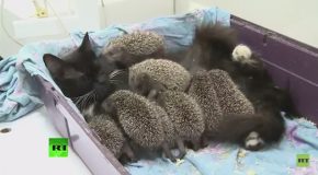 Cat Becomes Wet-Nurse to 8 Baby Hedgehogs
