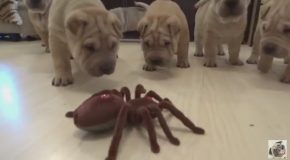 Shar Pei Puppies Vs. Robot Spider