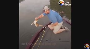 Kittens Swim Up To Fisherman’s Boat Looking For Help