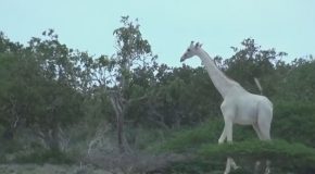 Rare And Stunning Footage of A White Giraffe