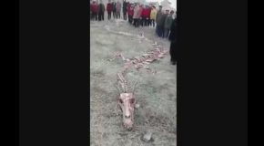 60ft Long Dragon Skeleton Found In Zhangjiakou City, China