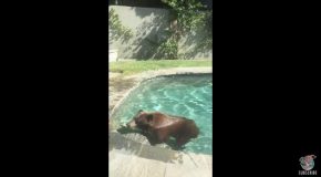 Bear And Cubs Swim in Backyard Pool