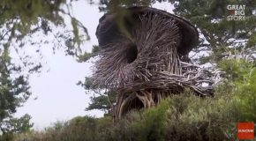 California Artist Weaves Incredible Human Sized Nests