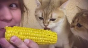 Cat Eat Corn With The Owner