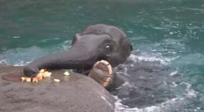 A Graceful Little Elephant Bobs for Apples
