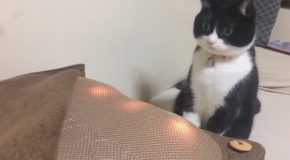 Scared Cat Is Pretty Scared
