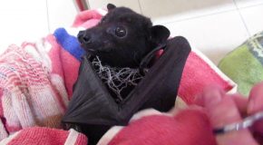 A Gentle Little Bat Remains Calm As a Caretaker Carefully Snips