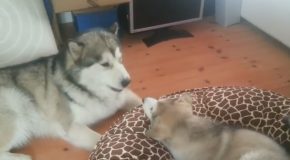 Alaskan Malamute Giving Singing Lessons to Puppy
