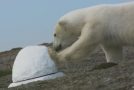 Polar Bear Destroys Spy Cam – Polar Bear Spy On The Ice – BBC Earth