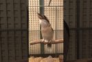 The Unreal Sound of a Kookaburra Bird Laughing in Slow Motion