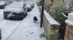 Truffle The Dog Experiences Snow For The First Time