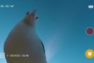Unique Footage After Seagull Theft