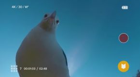 Unique Footage After Seagull Theft