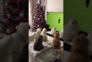 Confused Cats Watch TV