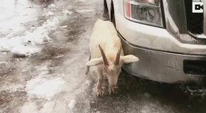 Goat Slips On Ice And Faceplants Floor