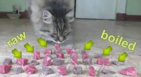 Raw or Boiled Beef Meat? What Does The Cat Like to Eat?