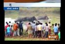 Elephant Tramples Man To Death In Shocking Video