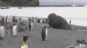 Massive Elephant Seal Accidentally Squashes Its Pup