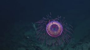 This Amazing Jellyfish Looks Like an Underwater Fireworks Show