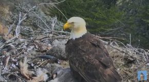 Eagle’s Incredible Behavior Captured During an Earthquake