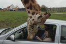 Giraffe’s Head Gets Trapped Inside a Car Window!