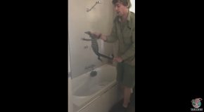 Lizard Monitor Hiding in The Australian Family Bath
