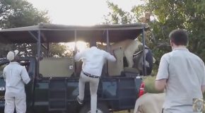 Male Lion Jumps Inside Open Safari Vehicle!