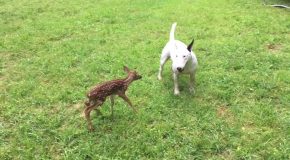 Bull Terrier Target Dog Finds Newborn Fawn in Our Backyard So Cute